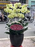 Hoa Lan Sinh Nhật 00126
